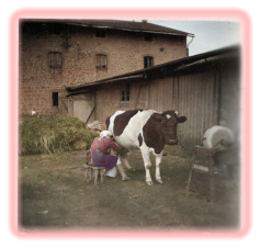 Foto vor 1960. Meine Mutter melkt gerade unsere Kuh Blume. Rechts ein großer Schleifstein zum schärfen der Ackergeräte.