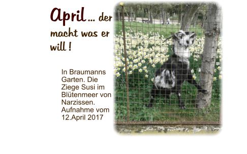 April ... der macht was er will ! In Braumanns Garten. Die Ziege Susi im Blütenmeer von Narzissen. Aufnahme vom 12.April 2017